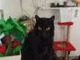Morpheus