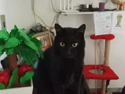 Gato raça SRD-ViraLata idade 2 anos nome Morpheus