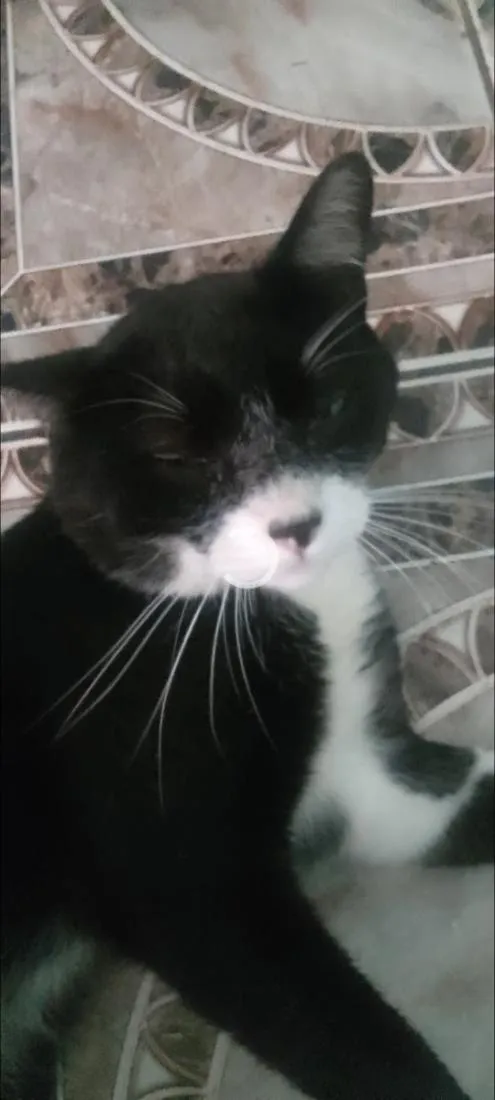 Gato raça SRD-ViraLata idade 3 anos nome Zé Pedro