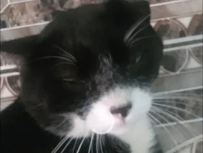Gato raça SRD-ViraLata idade 3 anos nome Zé Pedro