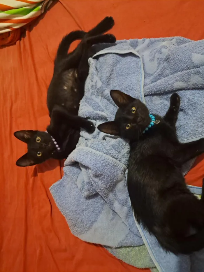 Gato raça SRD-ViraLata idade 2 a 6 meses nome Sofia e Kiara