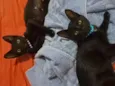 Sofia e Kiara