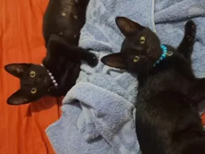 Gato raça SRD-ViraLata idade 2 a 6 meses nome Sofia e Kiara