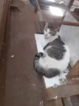 NINA