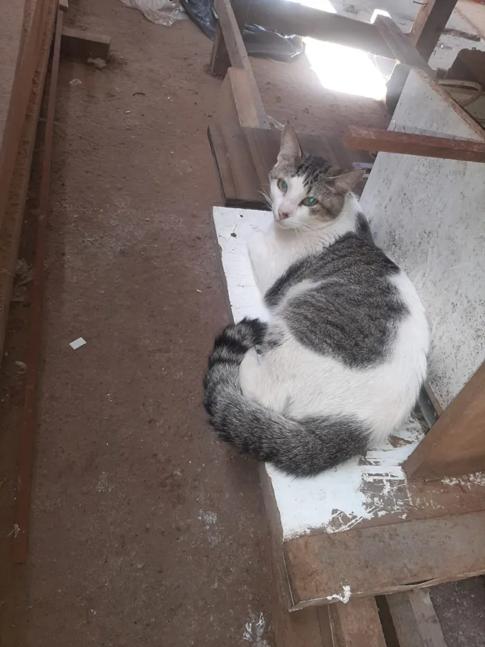 Gato raça Siamês idade 1 ano nome NINA