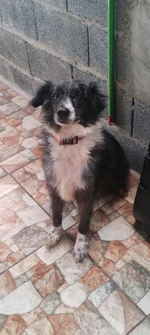 Cachorro raça SRD-ViraLata idade 3 anos nome Princesa 
