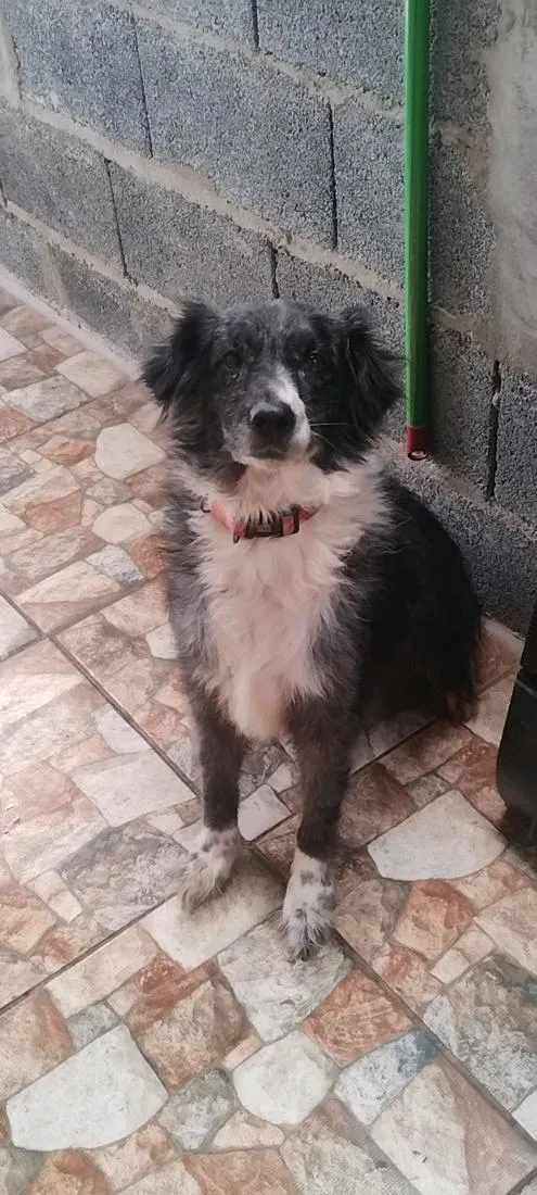 Cachorro raça SRD-ViraLata idade 3 anos nome Princesa 
