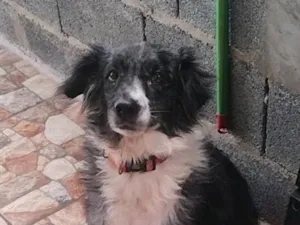 Cachorro raça SRD-ViraLata idade 3 anos nome Princesa 