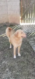 Kiara