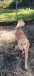Kiara