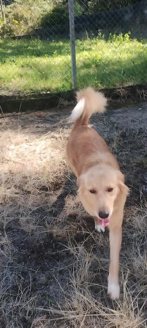 Cachorro raça SRD-ViraLata idade 2 anos nome Kiara