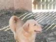 Kiara