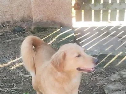Cachorro raça SRD-ViraLata idade 2 anos nome Kiara