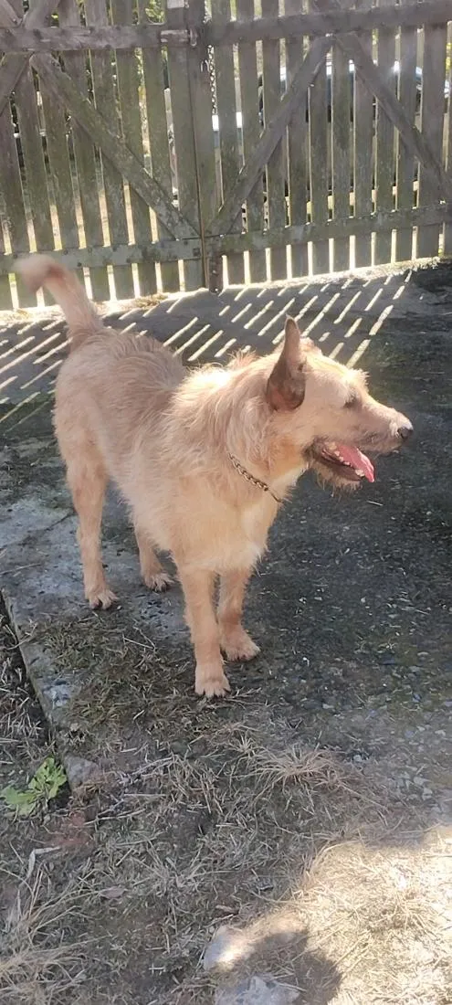 Cachorro raça SRD-ViraLata idade 2 anos nome Duke