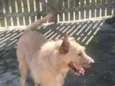 Duke
