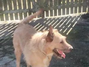 Cachorro raça SRD-ViraLata idade 2 anos nome Duke
