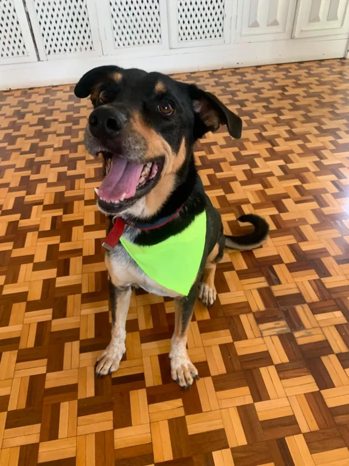 Cachorro raça SRD-ViraLata idade 5 anos nome Luke