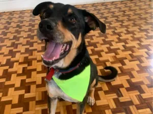 Cachorro raça SRD-ViraLata idade 5 anos nome Luke