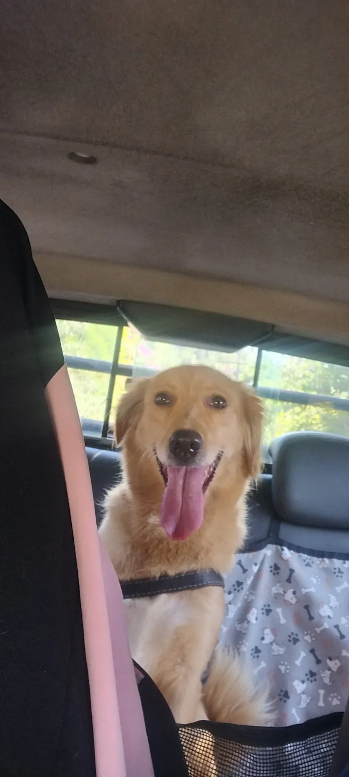 Cachorro raça SRD-ViraLata idade 2 anos nome Kiara