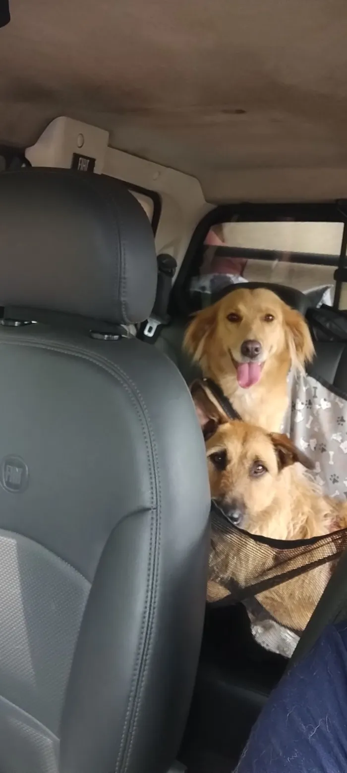 Cachorro raça SRD-ViraLata idade 2 anos nome Kiara