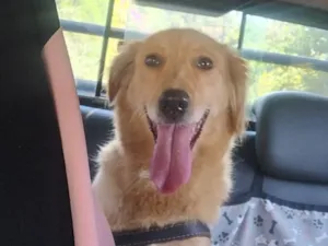 Cachorro raça SRD-ViraLata idade 2 anos nome Kiara