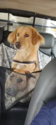 Duke