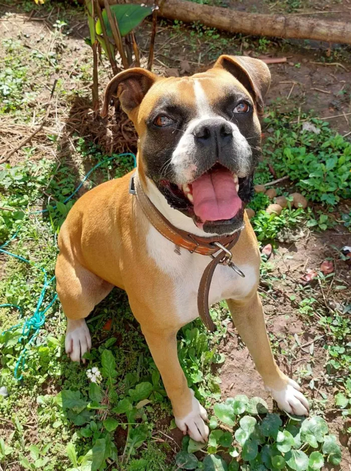 Cachorro raça Boxer idade 3 anos nome Iroh