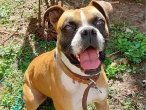 Cachorro raça Boxer idade 3 anos nome Iroh