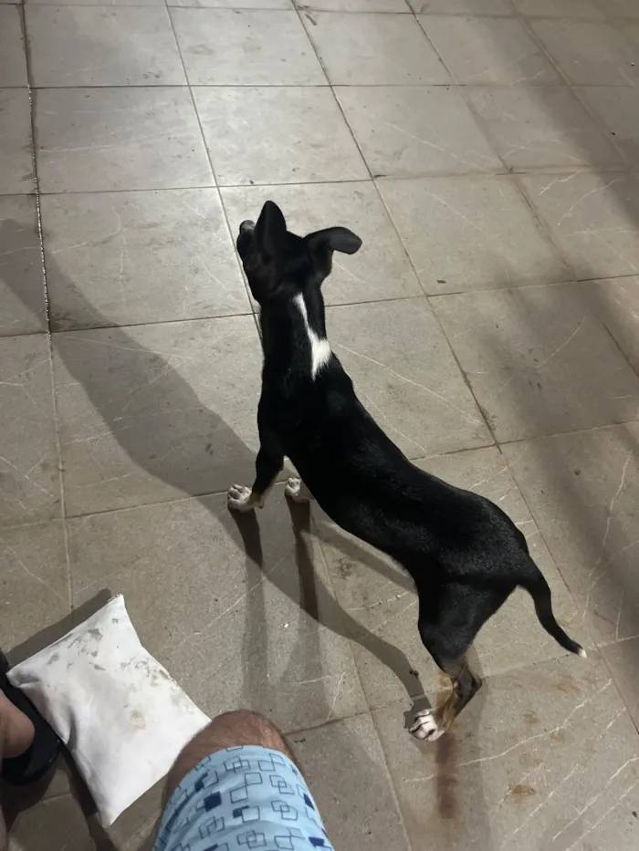 Cachorro raça SRD-ViraLata idade 2 a 6 meses nome SRD