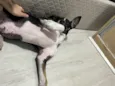 SRD