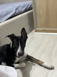 SRD