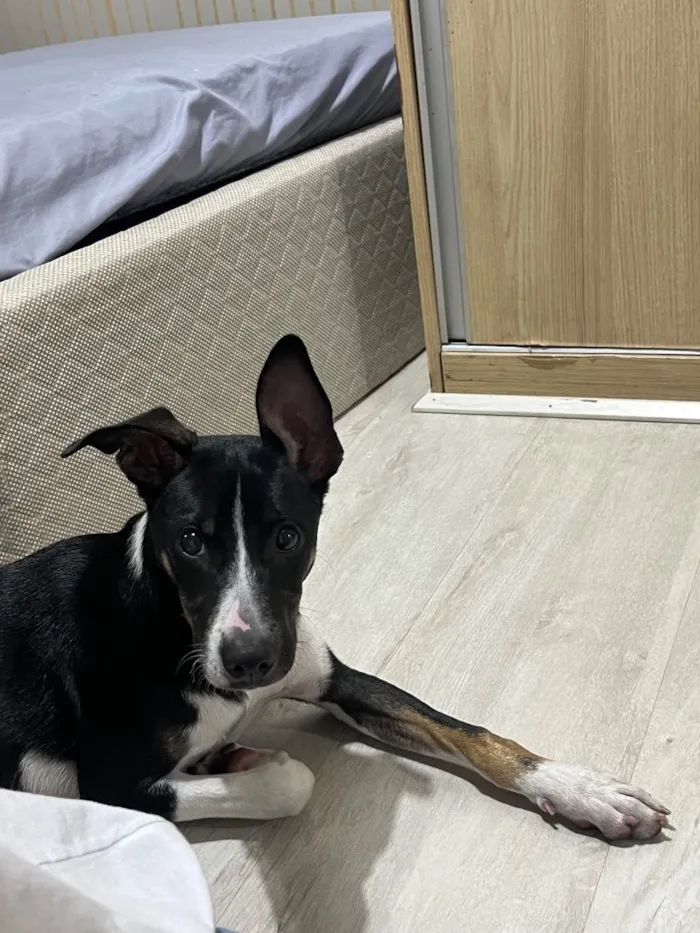 Cachorro raça SRD-ViraLata idade 2 a 6 meses nome SRD