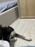 SRD