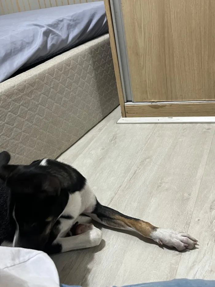 Cachorro raça SRD-ViraLata idade 2 a 6 meses nome SRD