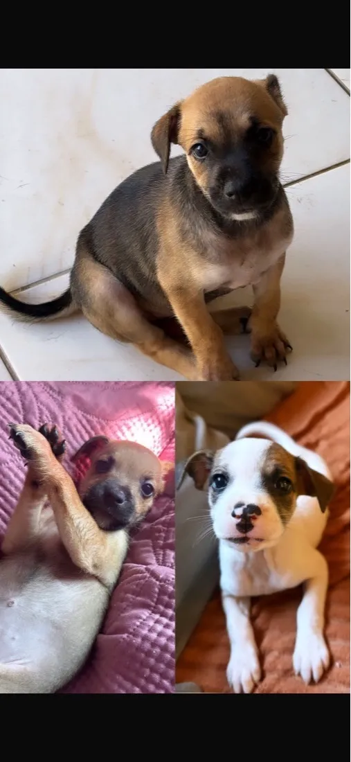 Cachorro raça SRD-ViraLata idade Abaixo de 2 meses nome Fofas