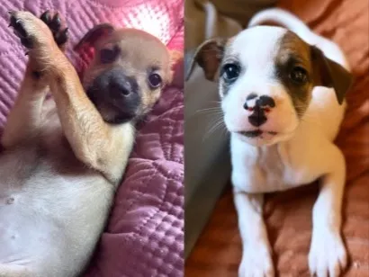 Cachorro raça SRD-ViraLata idade Abaixo de 2 meses nome Fofas
