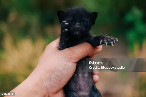 Gato raça SRD-ViraLata idade Abaixo de 2 meses nome pérola 