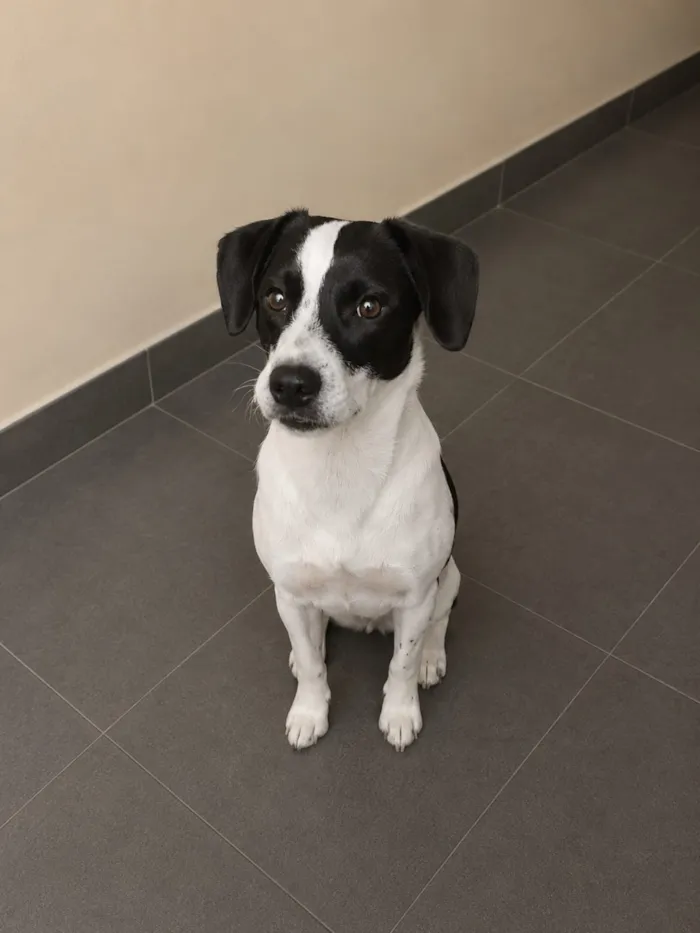 Cachorro raça SRD-ViraLata idade 7 a 11 meses nome Meg