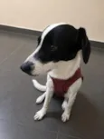 Meg