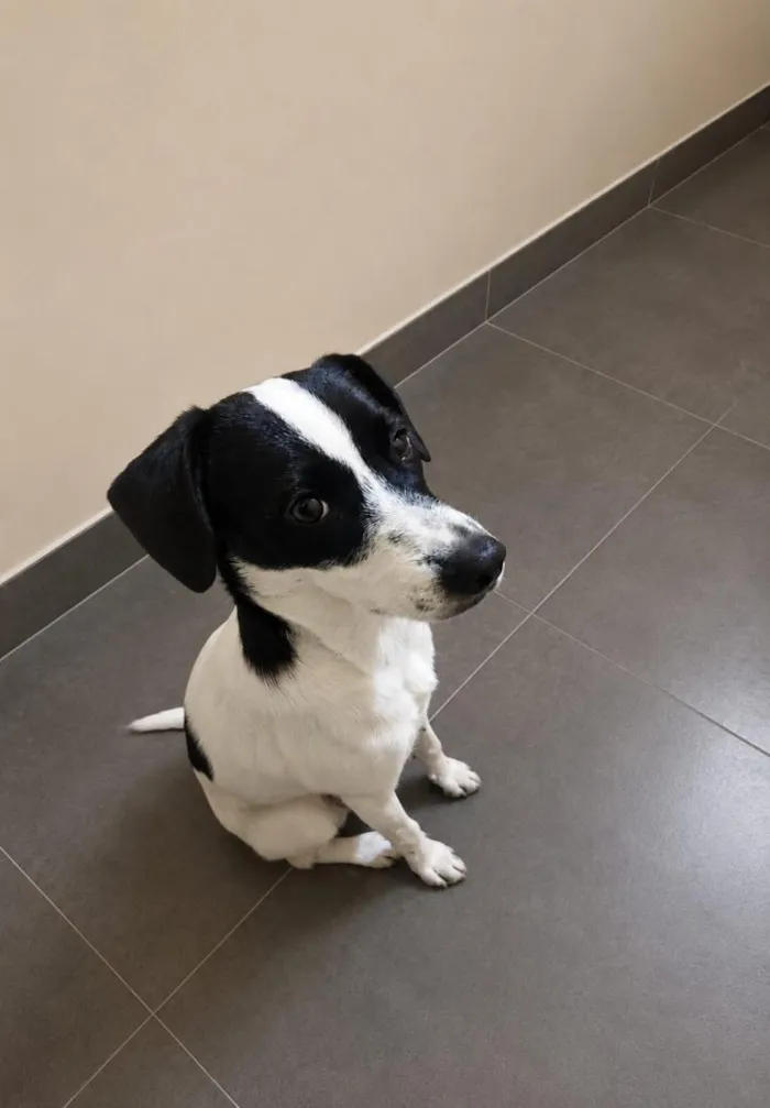 Cachorro raça SRD-ViraLata idade 7 a 11 meses nome Meg