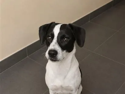 Cachorro raça SRD-ViraLata idade 7 a 11 meses nome Meg