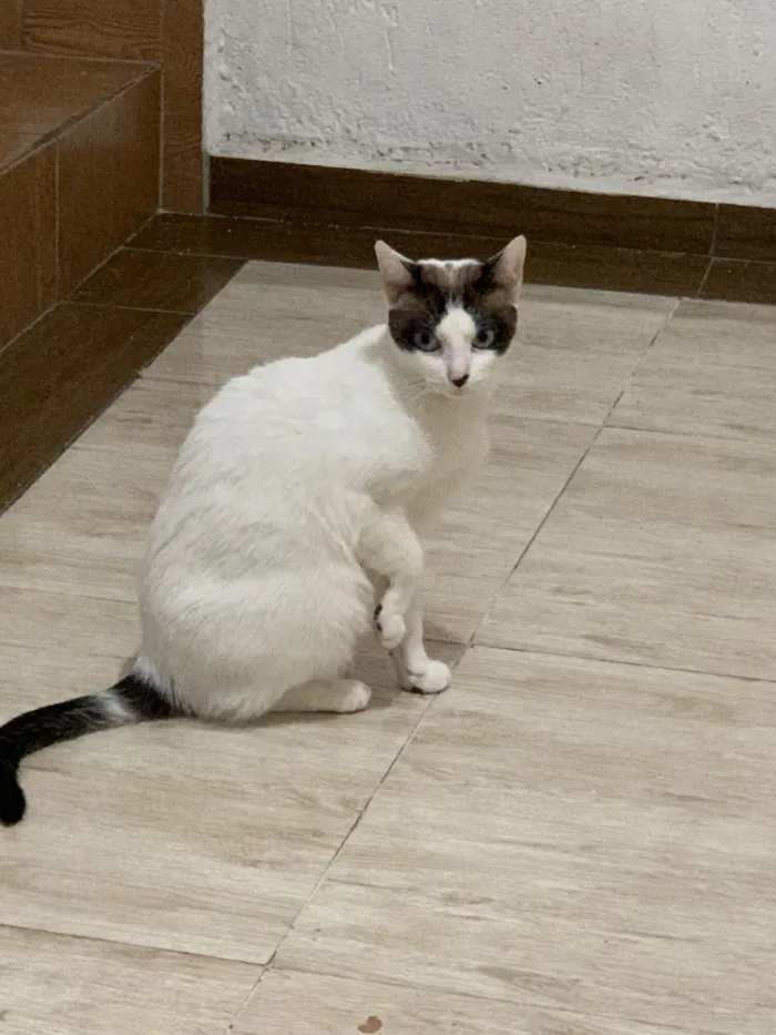 Gato raça SRD-ViraLata idade 1 ano nome Mila 