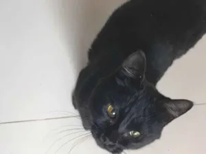 Gato raça SRD-ViraLata idade 1 ano nome sem nome