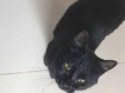 Gato raça SRD-ViraLata idade 1 ano nome sem nome