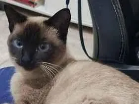 Gato raça Siamês idade 2 a 6 meses nome Franboesa