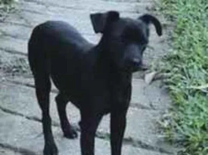Cachorro raça SRD-ViraLata idade 1 ano nome Preto