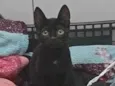 jiji