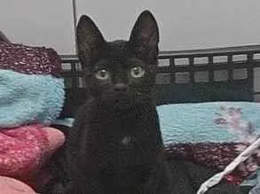 Gato raça SRD-ViraLata idade 2 a 6 meses nome jiji