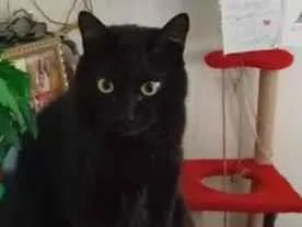 Gato raça SRD-ViraLata idade 2 anos nome Morpheus