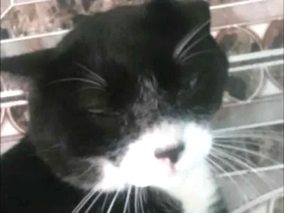 Gato raça SRD-ViraLata idade 3 anos nome Zé Pedro